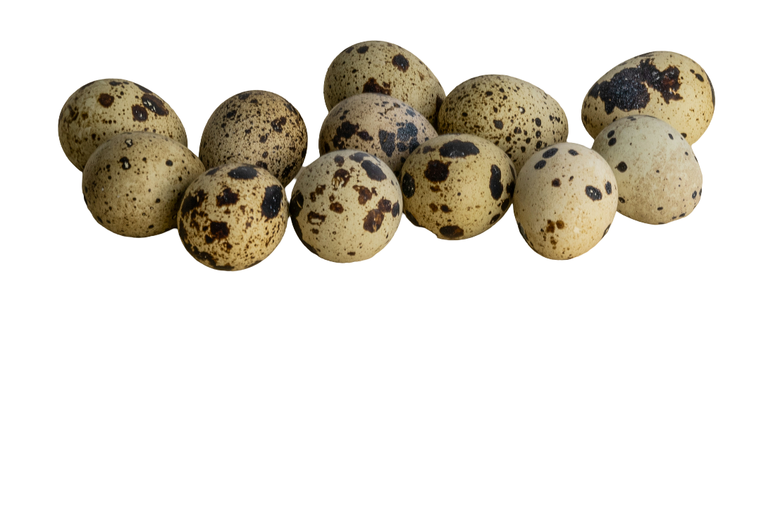 Illustration de la vente de caille